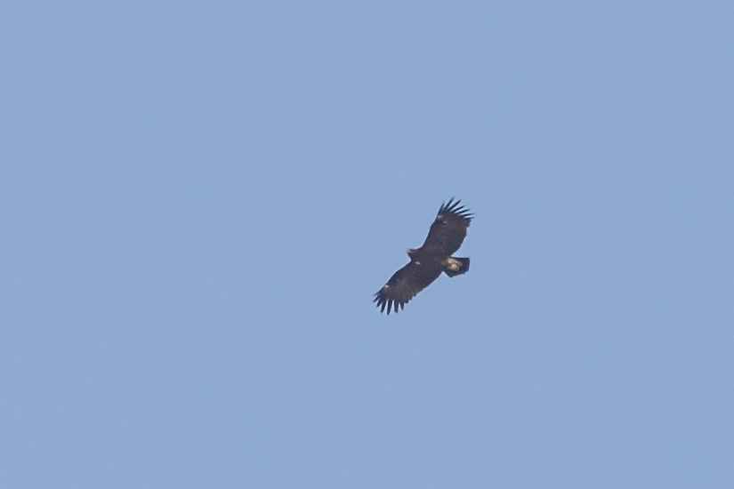Greater Spotted Eagle